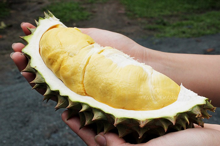 5 เรื่องไม่รู้ไม่ได้ ก่อนให้น้องหมากิน ทุเรียน (2026)