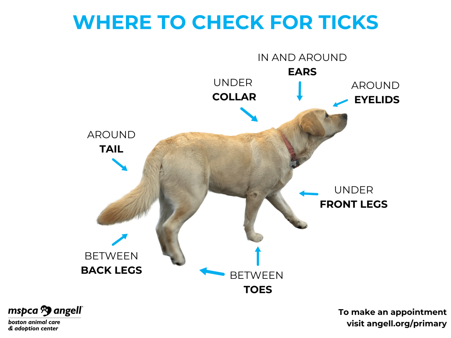 เปิด 5 สถิติน่ารู้ “หยอดยากันเห็บหมาซ้ำก่อนเวลาได้ไหม?” หยอดเร็วไปจะได้ผล หรือจะพาน้องไปหาหมอด่วน? (อัปเดท 2025)