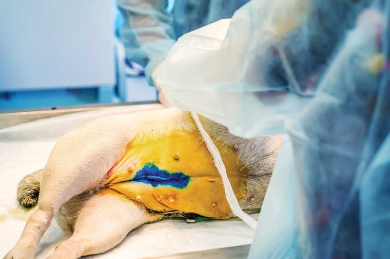 เปิด 5 สถิติน่ารู้ “ผ่าตัดทำหมันหมาเพศเมีย” เรื่องสำคัญที่เจ้าของหมาไม่ควรมองข้าม (อัปเดท 2025)