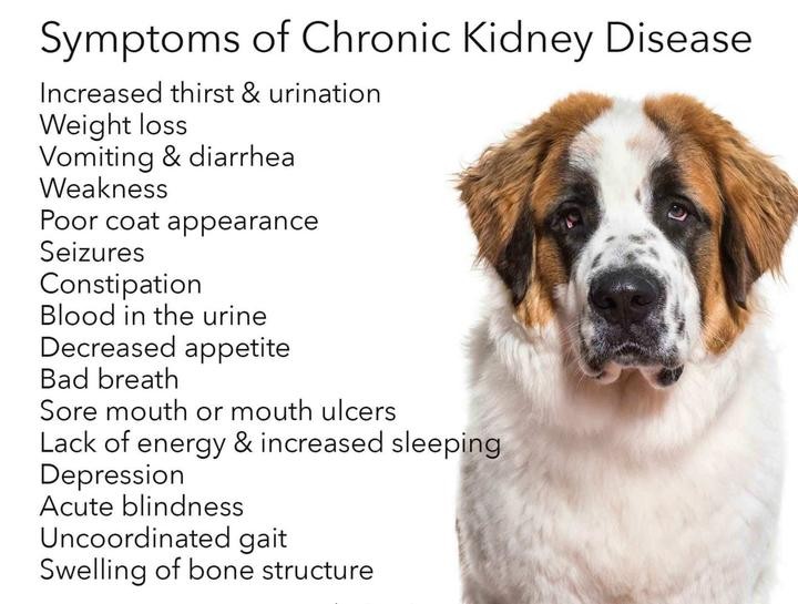 เปิด 5 สถิติน่ารู้ “โรคไตเรื้อรังในสุนัข” ไม่ใช่แค่ปัสสาวะบ่อย แต่อาจเป็นภัยเงียบที่เจ้าของต้องใส่ใจ (อัปเดท 2025)