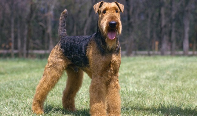 รู้ 5 เรื่องสำคัญก่อนเลี้ยง “Airedale Terrier” หมาพลังเยอะ หัวใจใหญ่ ฉลาดเกินคาด (อัปเดท 2025)