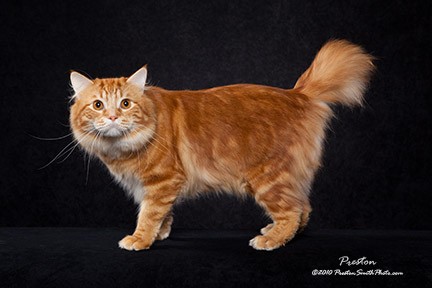 วิเคราะห์แมวจริงจัง 5 ข้อ! แมวอเมริกันบ็อบเทล (American Bobtail) หางสั้นตัวท็อป นิสัยน่าหลงรักเกินต้าน (อัปเดท 2025)