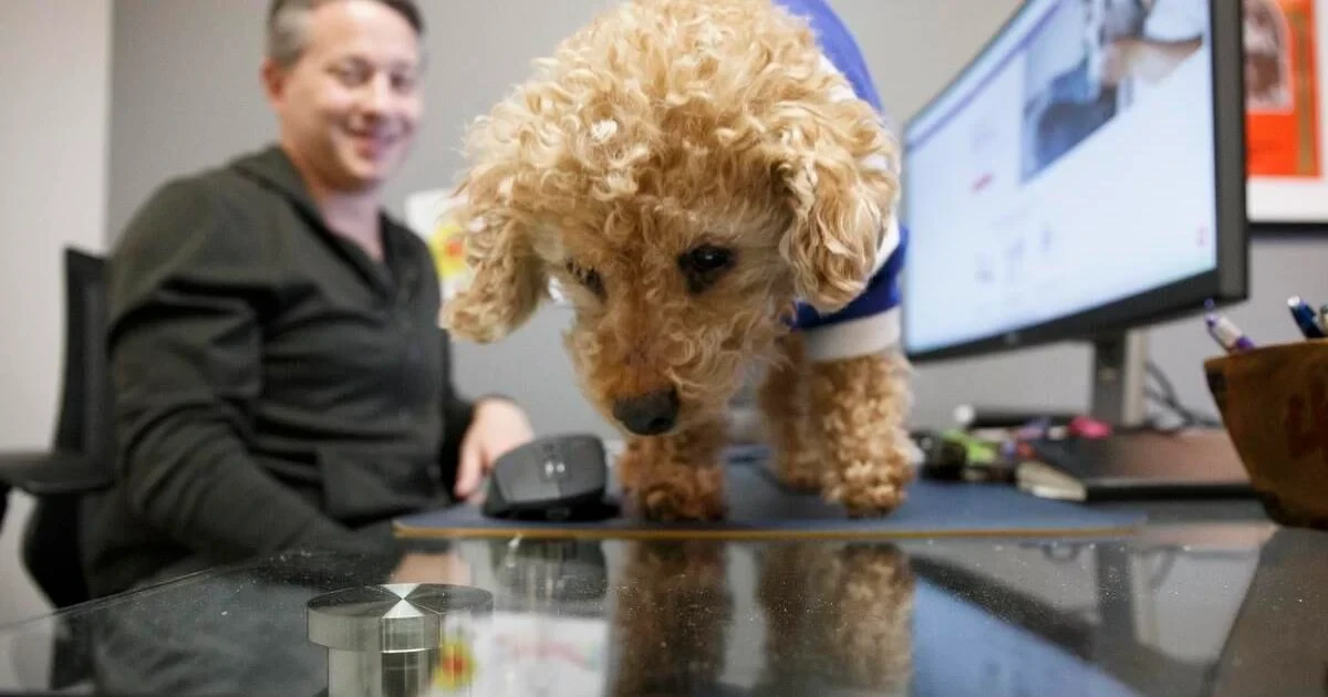 5 เรื่องที่คุณควรรู้ ก่อนพาน้องหมาไปออฟฟิศ – ทำงานมีความสุขได้ ถ้าที่ทำงาน “รักสัตว์” (อัปเดท 2025)