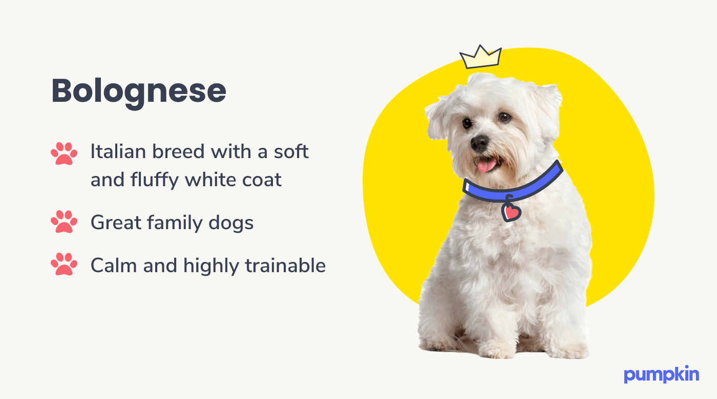 รู้ 5 เรื่องสำคัญก่อนเลี้ยง “โบโลนีส” หมาน้อยสายวังจากอิตาลี น่ากอด ฉลาด ขี้อ้อนเกินต้าน (อัปเดท 2025)