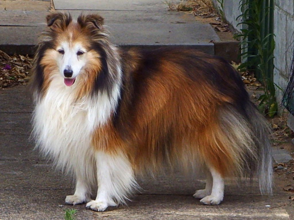 รวม 5 ข้อควรรู้ก่อนเลี้ยง “เช็ทแลนด์ ชีพด็อก (Shetland Sheepdog)” หมาฉลาดระดับอัจฉริยะ ขนสวย พลังเยอะ แต่ใจดีเกินใคร (อัปเดท 2025)