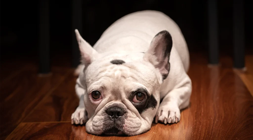 รวม 5 ข้อควรรู้ก่อนเลี้ยง “เฟรนช์ บูลด็อก” หมาหน้าย่น ขี้อ้อน เก่งเรื่องเนียน และเสียงกรนน่ารักไม่เหมือนใคร (อัปเดท 2025)