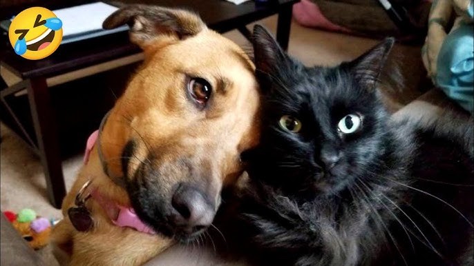 5 วิธีดูแลไตหมาแมว ไม่ให้ “กรองไตพังไวกว่าเครื่องกรองน้ำจีนแดง” 2025 (อัปเดท 2025)