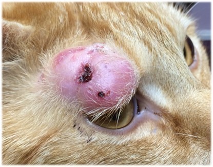 5 เหตุผล! ทำไม “วัณโรคแมว” ถึงไม่ควรมองข้าม (บางสายพันธุ์คนก็เสี่ยงติดได้ด้วยนะ) (อัปเดท 2025)