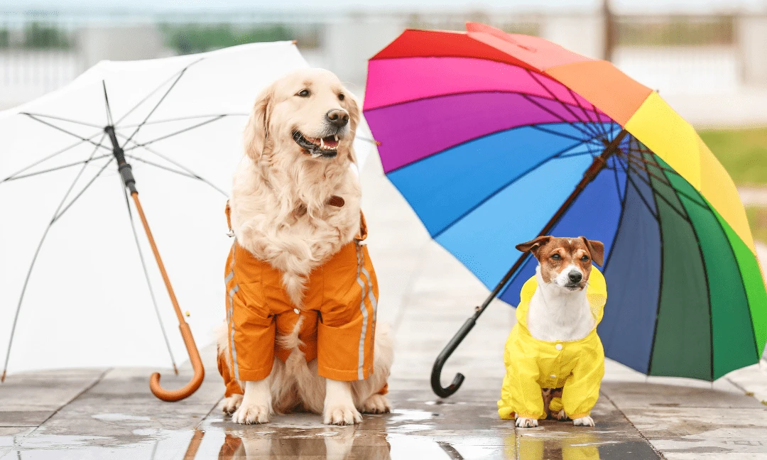 วิถีทาสหมา! 5 วิธีดูแลน้องหมารับหน้าฝนในเดือนสิงหาคม (เปียกแต่ไม่เปื่อย) (อัปเดท 2025)