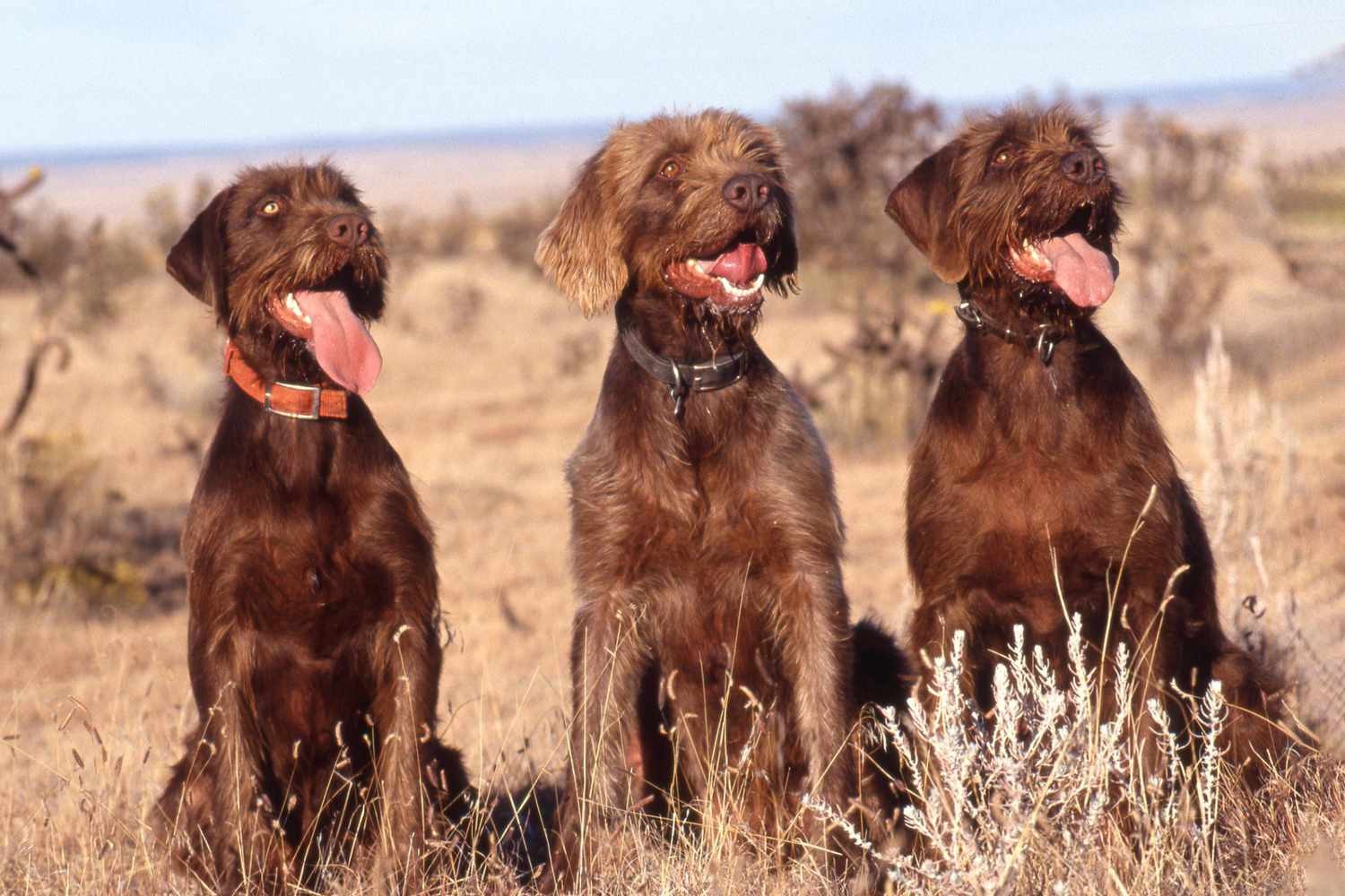 รวม 5 ข้อควรรู้ก่อนเลี้ยง “Pudelpointer” หมานักล่าหัวใจสายแอดเวนเจอร์ ผู้ฉลาด เงียบขรึม แต่ใจดีเกินคาด (อัปเดท 2025)