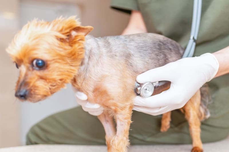 วิถีทาสหมา! 5 สัญญาณหัวใจหมาอ่อนแรง ที่คุณต้องรู้ก่อนหัวใจเขาจะหยุดเต้น (เงียบกว่าที่คิด) (อัปเดท 2025)