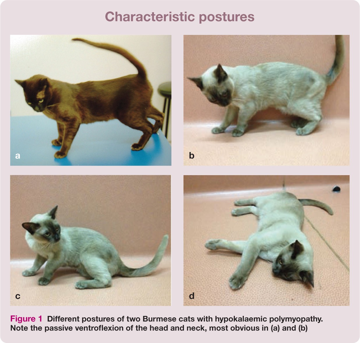 5 ข้อควรรู้! เมื่อแมวมีโพแทสเซียมต่ำ อาการนี้ไม่ควรมองข้าม เพราะอาจถึงขั้นกล้ามเนื้ออ่อนแรง! (อัปเดท 2025)