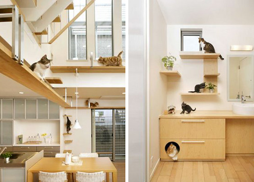 5 บ้านแบบนี้ แมวแฮปปี้จริงหรือ? (อัปเดท 2025)