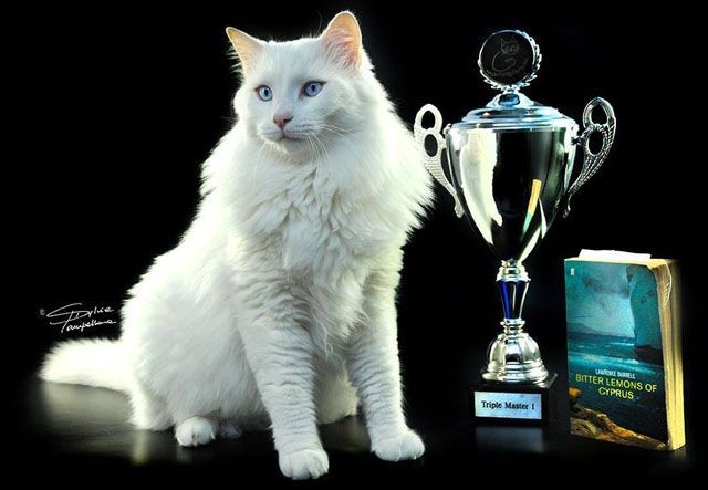 วิเคราะห์แมวจริงจัง 5 ข้อ! อโฟรไดท์ (Aphrodite Giant) แมวยักษ์ใจดีจากเกาะไซปรัส (อัปเดท 2025)