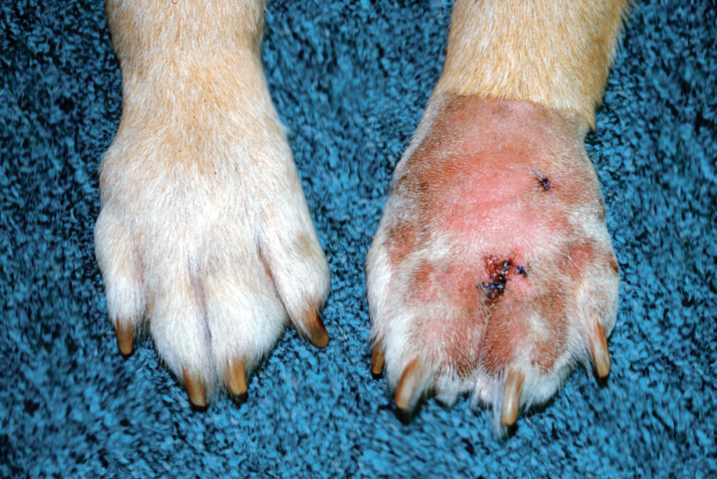 เปิด 5 สถิติน่ารู้ “แอคติโนมัยโคซิสในหมา” เชื้อแอบแฝงจากดินที่อาจทำให้น้องเป็นแผลลึกเรื้อรัง (อัปเดท 2025)