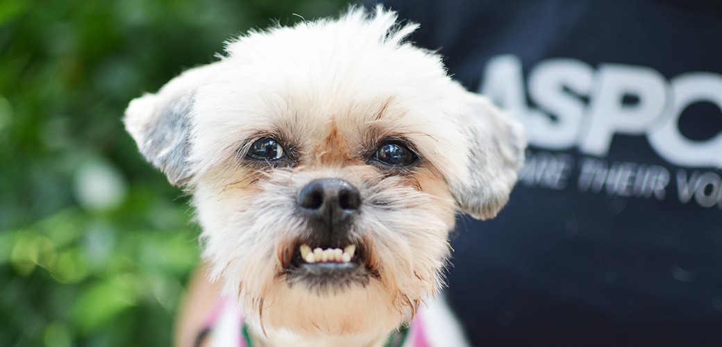 เปิด 5 สถิติน่ารู้ “พฤติกรรมก้าวร้าวในหมา” เข้าใจให้ลึก ก่อนจะดุหมาผิดวิธี (อัปเดท 2025)