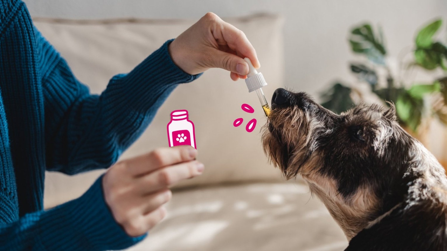 เปิด 5 สถิติน่ารู้ “ให้หมากิน Benadryl ได้ไหม?” ใช่ทางรอดหรือเสี่ยงเกินเหตุ? (อัปเดท 2025)