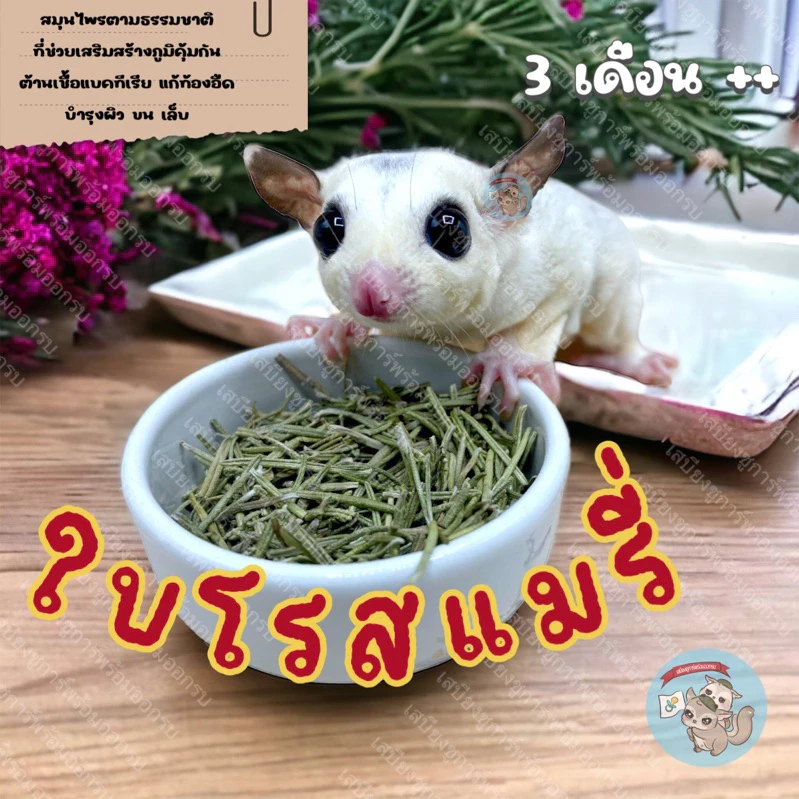 5 เหตุผลที่คุณควรเลือกซื้อ "Rosemary โรสแมรี่ ใบโรสแมรี่ ดอกไม้แห้ง ดอกไม้ อาหาร ขนม ของเล่น สัตว์ฟันแทะ ชูการ์ กระรอก ดอร์เมาส์" (อัปเดท 2025)