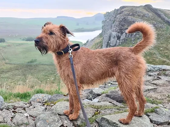 รวม 5 ข้อควรรู้ก่อนเลี้ยง “ไอริช เทอร์เรียร์” หมาหัวใจนักสู้ผู้แสนรักเจ้าของ ขนหยาบแต่ใจนุ่ม (อัปเดท 2025)