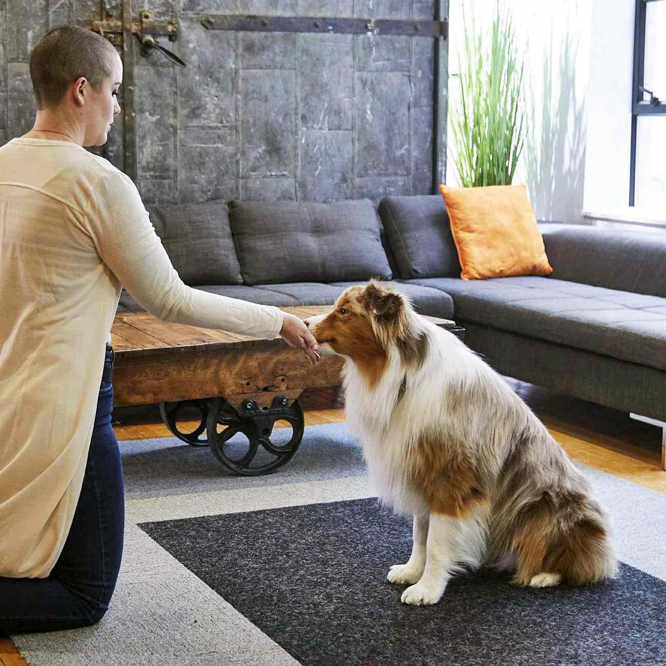 วิถีทาสหมา! 5 ขั้นตอนเปลี่ยนน้องหมาให้นั่งเป๊ะทุกสถานการณ์ ไม่ต้องพูดซ้ำให้เจ็บคอ (อัปเดท 2025)