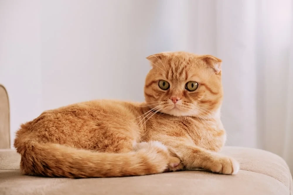 5 เหตุผล! ทำไมต้องรู้จักโรคกระดูกของแมวหูพับ (Scottish Fold) ก่อนจะรักจนถอนตัวไม่ขึ้น (อัปเดท 2025)