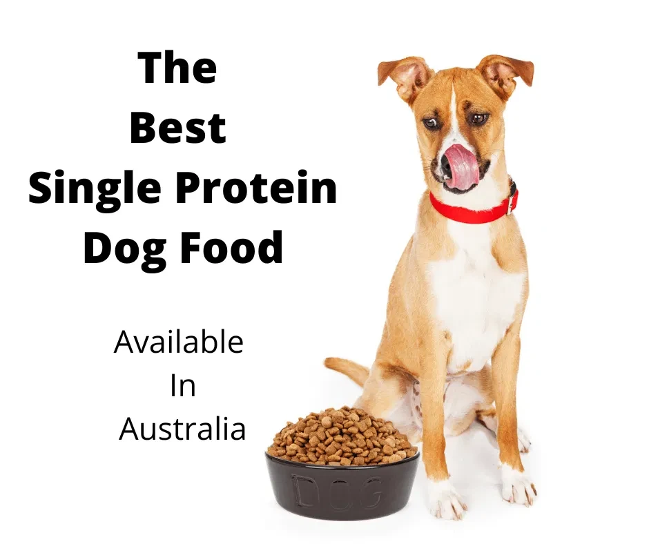 5 เรื่องน่าตกใจเกี่ยวกับ “อาหารสุนัขราคาประหยัด” ที่คุณไม่เคยรู้ (อัปเดท 2025)