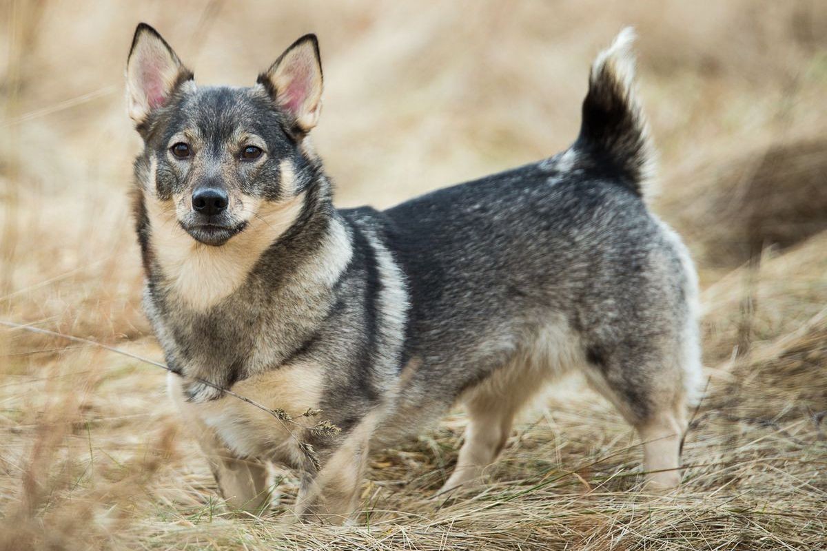 รวม 5 ข้อควรรู้ก่อนเลี้ยง “สวีดิช วัลฮุนด์ (Swedish Vallhund)” หมาวัลฮุนด์จอมขาสั้นสายไวกิ้ง ขี้เล่น ฉลาดล้ำ และพร้อมลุยทุกซอกซอย (อัปเดท 2025)