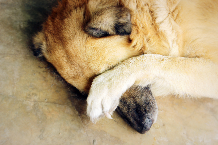 เปิด 5 สถิติน่ารู้ “หมารู้จักเขินไหม?” หรือแค่เราคิดไปเองว่าน้องอาย? (อัปเดท 2025)