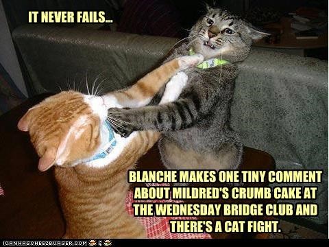 5 ข้อควรรู้! แมวตบกันไม่ใช่เรื่องเล่น ศึกสายเลือดในบ้านต้องรู้ทัน ก่อนกลายเป็นศึกยืดเยื้อ (อัปเดท 2025)