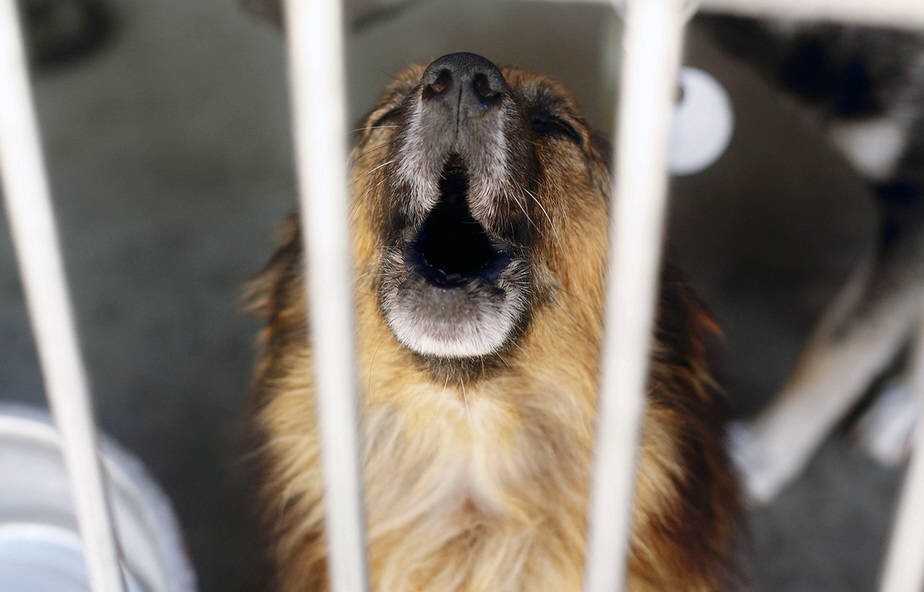 เปิด 5 สถิติน่ารู้ “ลูกหมาร้องในกรง” เข้าใจเหตุผล พร้อมวิธีรับมือแบบมือโปร (ที่ไม่ต้องเปิดกรงทุกคืน) (อัปเดท 2025)