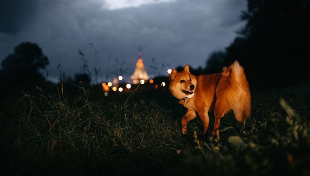 5 เรื่องที่คุณควรรู้ “หมามองเห็นในความมืดได้ไหม?” (อัปเดท 2025)