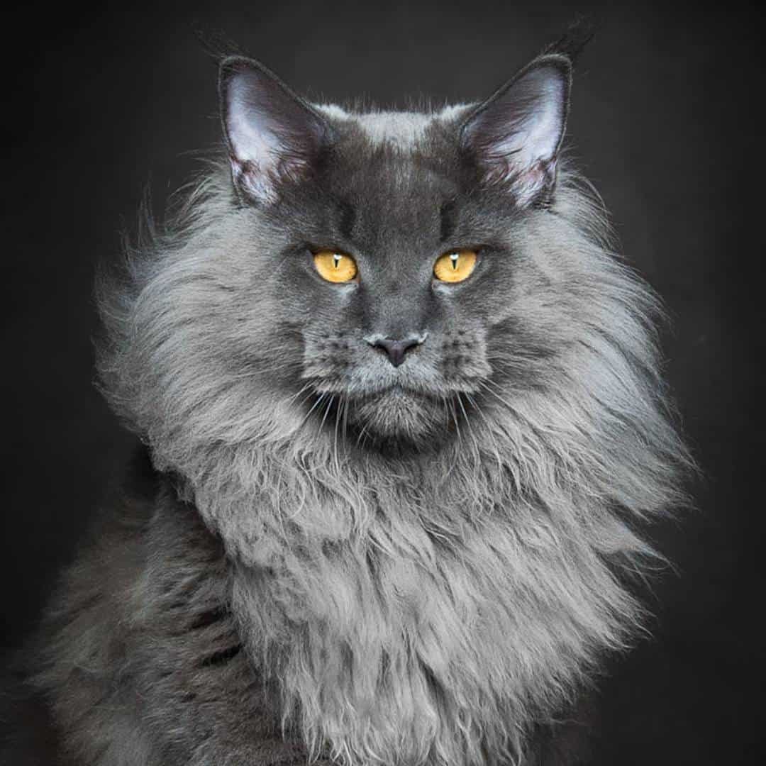 วิเคราะห์แมวจริงจัง 5 ข้อ! เมนคูน (Maine Coon) ยักษ์ใหญ่ใจดีแห่งโลกแมว ที่ใครได้เลี้ยงจะหลงหนักมาก (อัปเดท 2025)