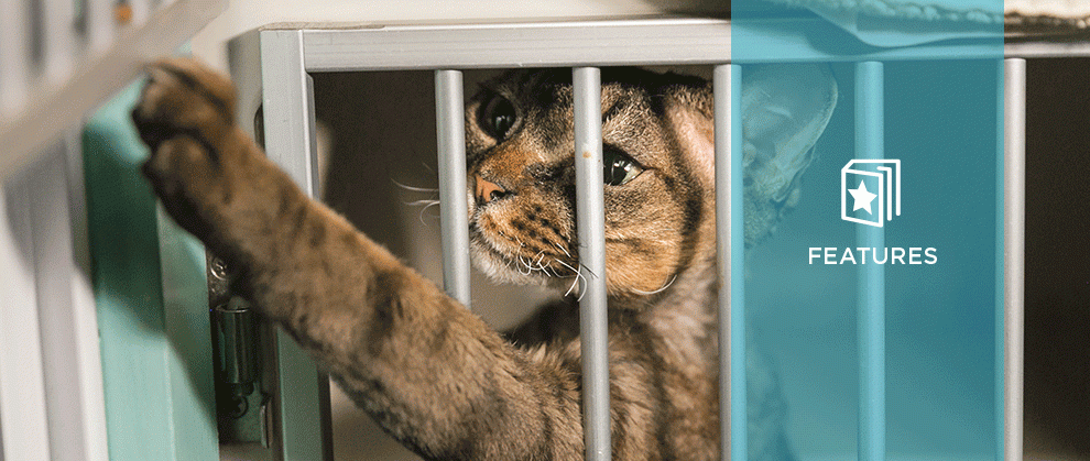 5 แผนลับพาเจ้าเหมียวไปหาหมอแบบไม่ทิ้งฟีโรโมนความดราม่า (อัปเดท 2025)