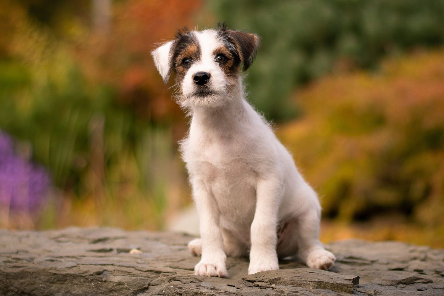 รวม 5 ข้อควรรู้ก่อนเลี้ยง “พาร์สัน แจ็ครัสเซลล์ เทอร์เรียร์” หมาซิ่งพลังเทอร์โบ ที่ไม่ยอมให้บ้านเงียบ (อัปเดท 2025)