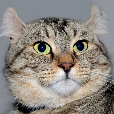 5 เรื่องที่คุณควรรู้ "เกี่ยวกับแมวสายพันธุ์ไฮแลนเดอร์ (Highlander Cat)" (อัปเดท 2025)