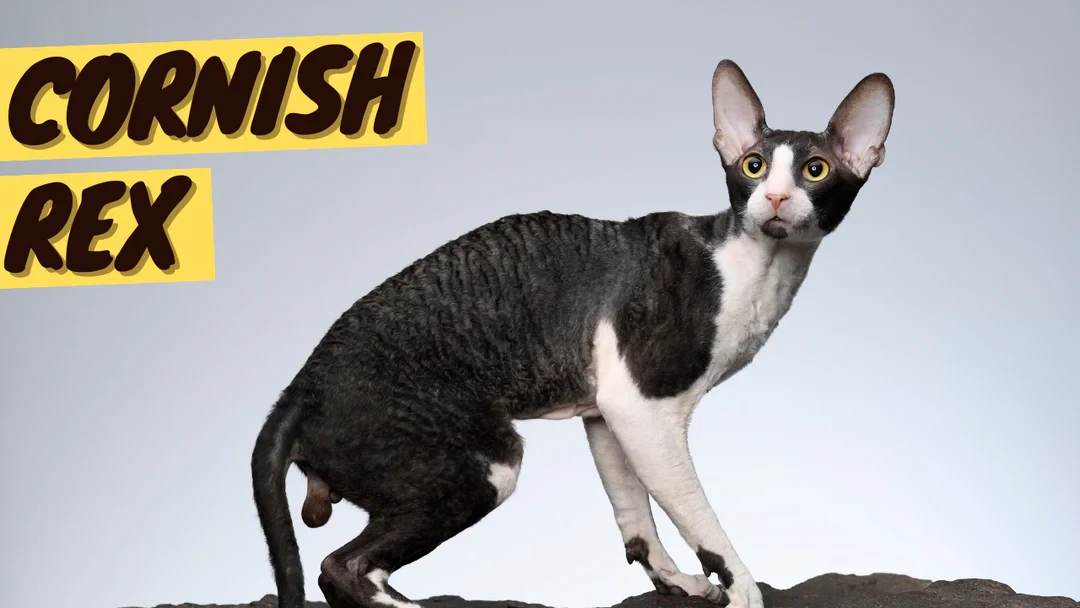 วิเคราะห์แมวจริงจัง 5 ข้อ! คอร์นิชเร็กซ์ (Cornish Rex) นักวิ่งขนหยิกสุดซน ที่ขโมยหัวใจคนทั่วโลก (อัปเดท 2025)