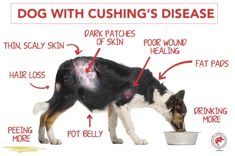 5 ข้อควรรู้! โรคคุชชิงในหมา ไม่ใช่ชื่อขนม แต่อาจทำให้ชีวิตน้องพังได้ (อัปเดท 2025)