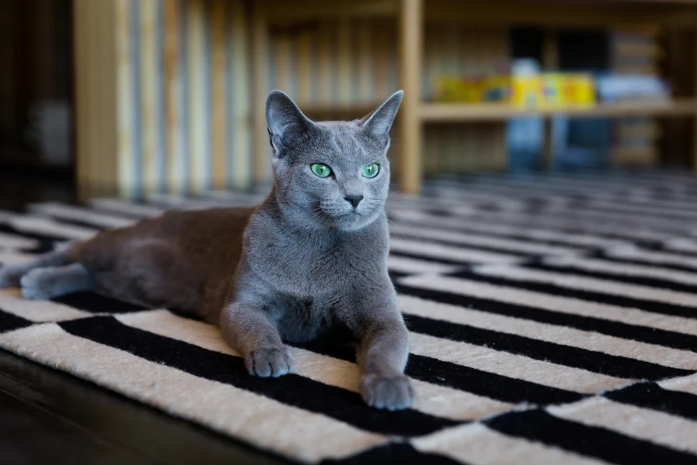 วิเคราะห์แมวจริงจัง 5 ข้อ รัสเซียนบลู (Russian Blue) แมวหน้าขรึมผู้ซ่อนความอบอุ่นไว้เต็มหัวใจ (อัปเดท 2025)