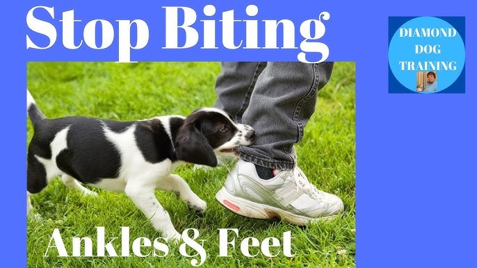 5 วิธีหยุดน้องหมาเลิกกัดขานุด แบบมือโปร 2025 (อัปเดท 2025)