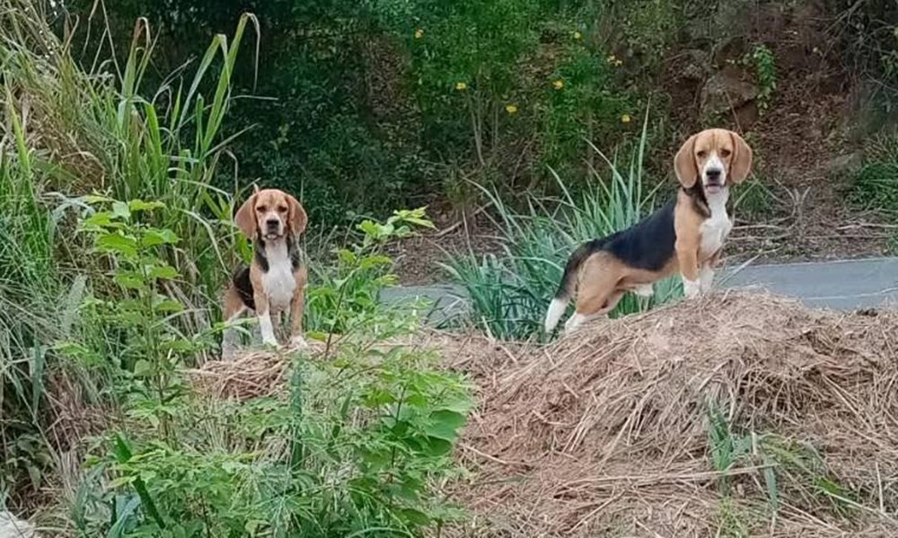 5 เรื่องไม่รู้ไม่ได้ “ในหลวง” ทรงรับ 2 บีเกิ้ล ถูกทิ้งสุสานร้าง เข้าชุบเลี้ยงในพระบรมมหาราชวัง