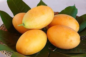 5 เรื่องไม่รู้ไม่ได้ ก่อนให้น้องหมากิน มะปราง (2026)