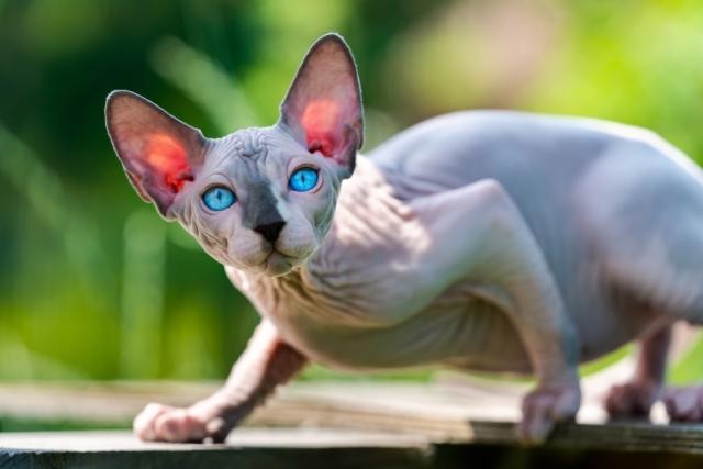 5 เหตุผล! ทำไมแมวสฟิงซ์ (Sphynx) ไร้ขนตัวนี้ถึงยึดหัวใจทาสทั่วโลกได้แบบไม่มีเงื่อนไข (อัปเดท 2025)