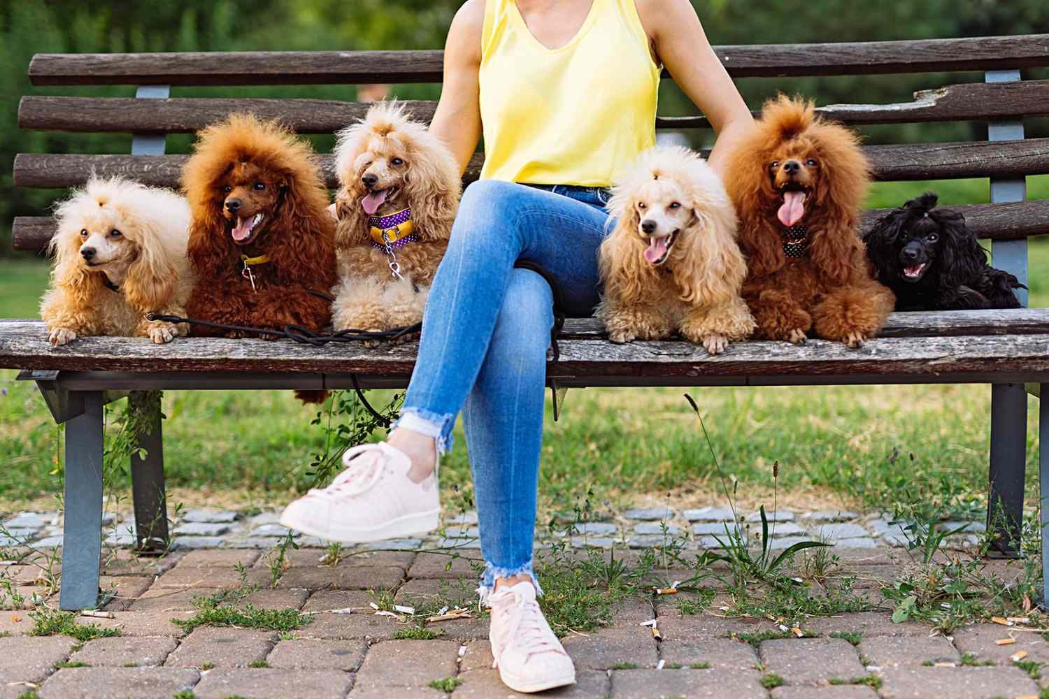 5 เรื่องที่คุณควรรู้ ถ้ากำลังสนใจเลี้ยง “พุดเดิ้ลจิ๋ว” ฉลาด ขี้เล่น แถมแพ้ง่ายก็เลี้ยงได้ (อัปเดท 2025)