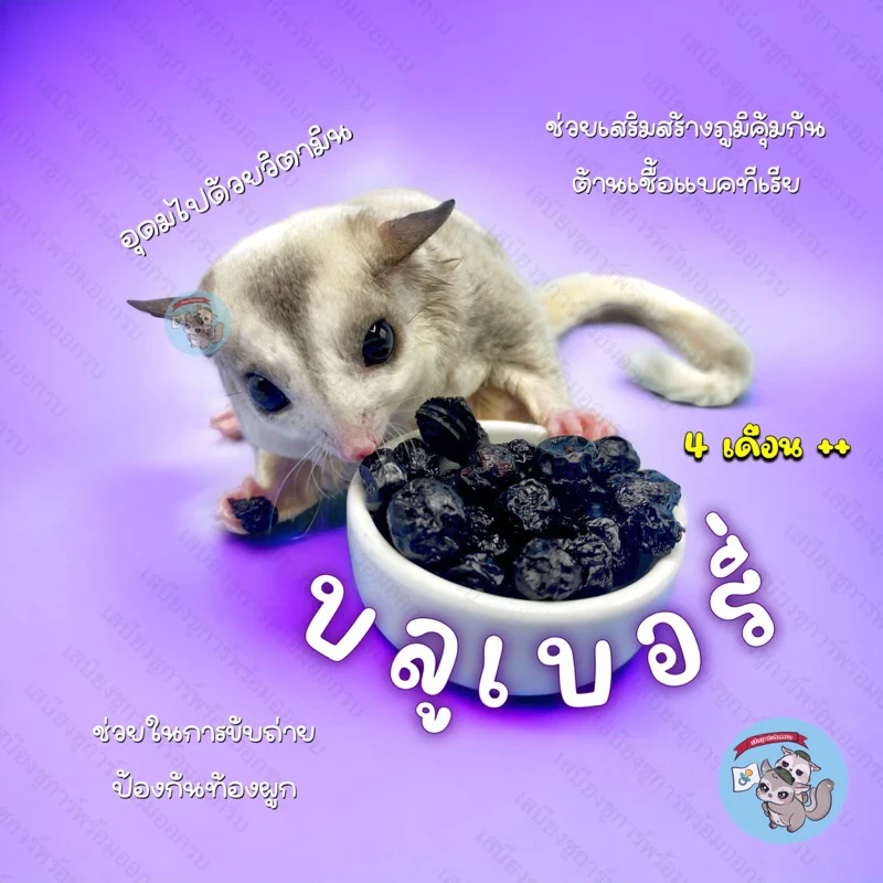 5 เหตุผลที่คุณควรเลือกซื้อ "BLUEBERRY บลูเบอรี่อบแห้ง ผลไม้ อาหาร ขนม ชูการ์ กระรอก แฮมสเตอร์ ดอร์เมาส์ สัตว์เล็ก สัตว์เลี้ยง" (อัปเดท 2025)