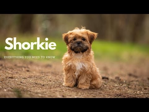 รวม 5 ข้อควรรู้ก่อนเลี้ยง “ชอร์คกี้ (Shorkie)” หมาตัวจิ๋วหัวใจใหญ่ ขนฟู ขี้เล่น ขี้อ้อนจนใจละลาย (อัปเดท 2025)