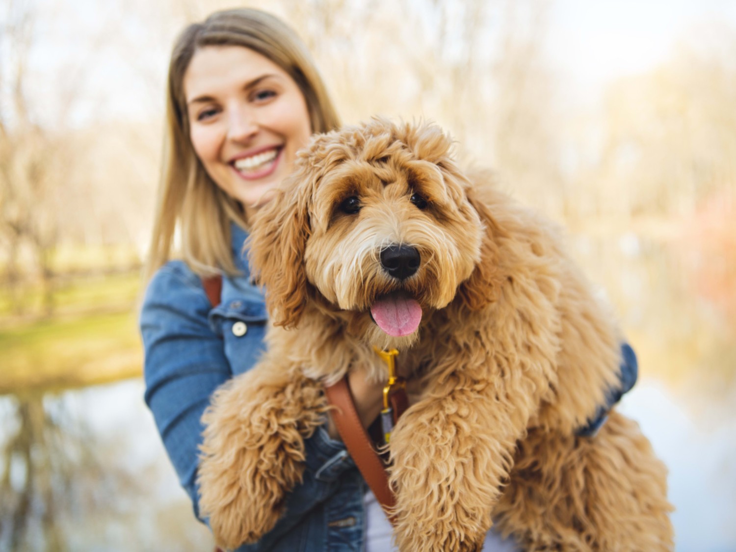 รวม 5 ข้อควรรู้ก่อนเลี้ยง “ไอริชดูเดิล” หมาลูกครึ่งสุดเฟรนด์ลี่ ขี้เล่น ฉลาดฟูแบบคนละโลกกับหมาหงอย (อัปเดท 2025)