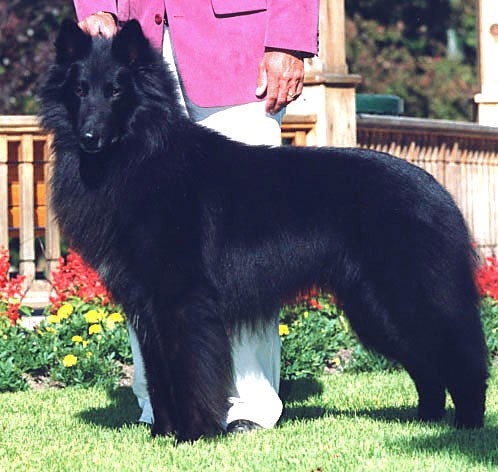 รู้ 5 เรื่องสำคัญก่อนเลี้ยง “เบลเจียน ชีพด็อก” หมาฉลาด ขนสวย ดุจผู้พิทักษ์แห่งฟาร์ม (อัปเดท 2025)