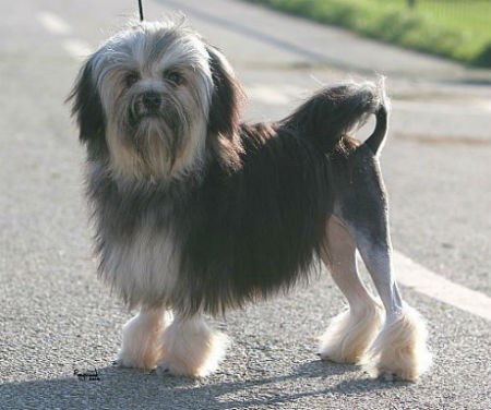 รวม 5 ข้อควรรู้ก่อนเลี้ยง “โลวเชิน” หมาน้อยหัวใจสิงโต ขี้เล่น ฉลาด และขนสวยมีสไตล์ (อัปเดท 2025)