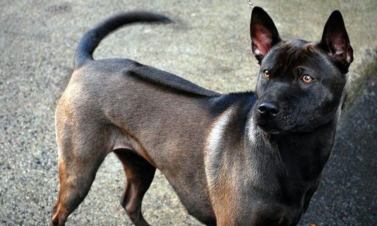 รวม 5 ข้อควรรู้ก่อนเลี้ยง “ไทย หลังอาน (Thai Ridgeback)” หมาสายพันธุ์ไทยสุดเข้ม ดุได้ ฉลาดด้วย และรักเจ้าของแบบบ้านๆ แต่แน่นแฟ้น! (อัปเดท 2025)