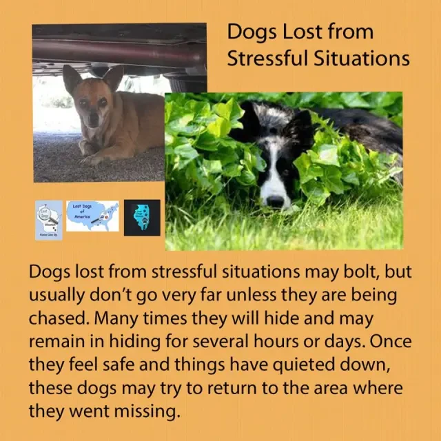 5 เรื่องที่คุณควรรู้ ถ้าน้องหมาหลุดหาย อย่าเพิ่งแตกตื่น ทำสิ่งนี้ก่อน! (อัปเดท 2025)